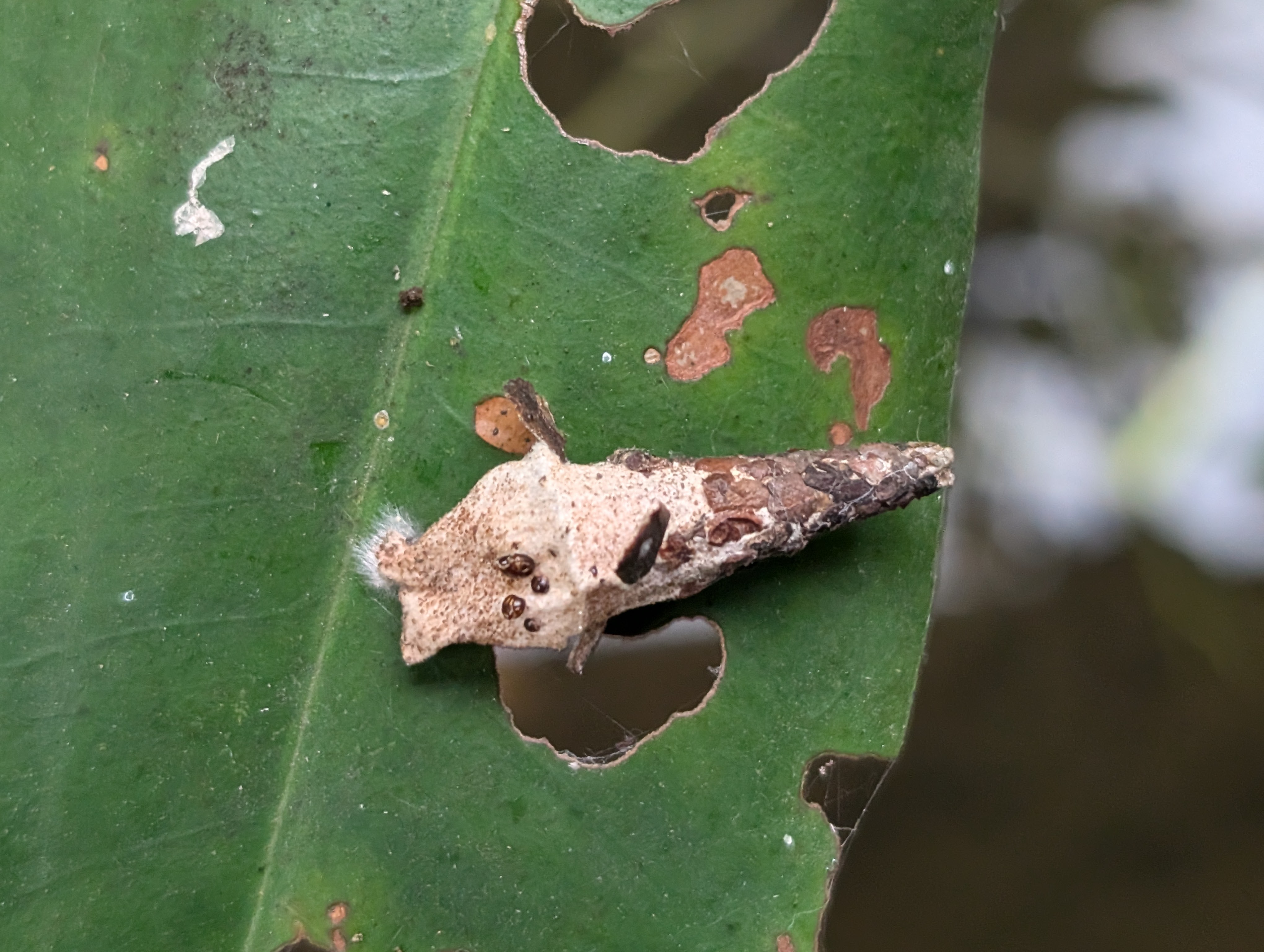 Bagworm Larva