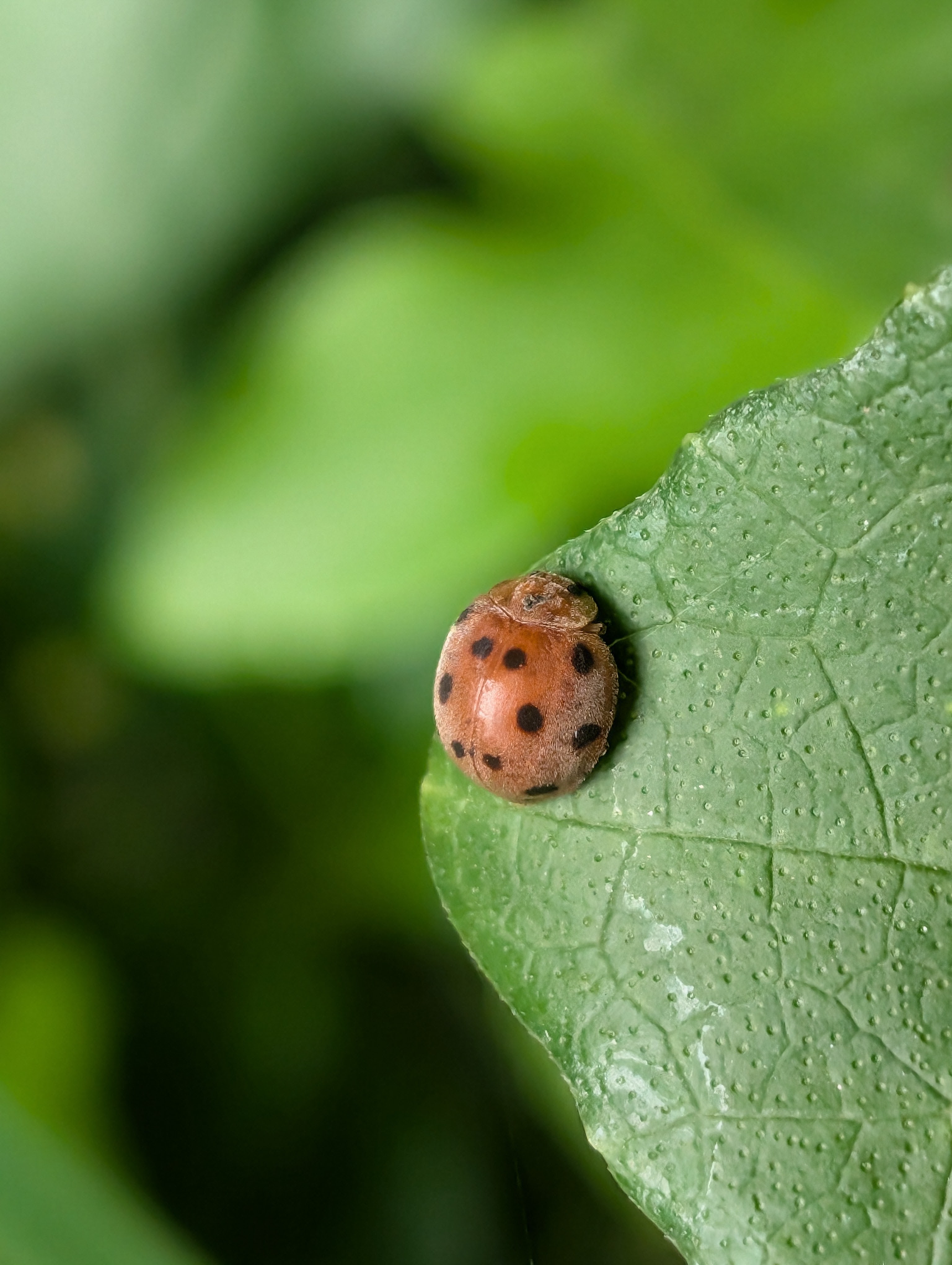 LadyBug