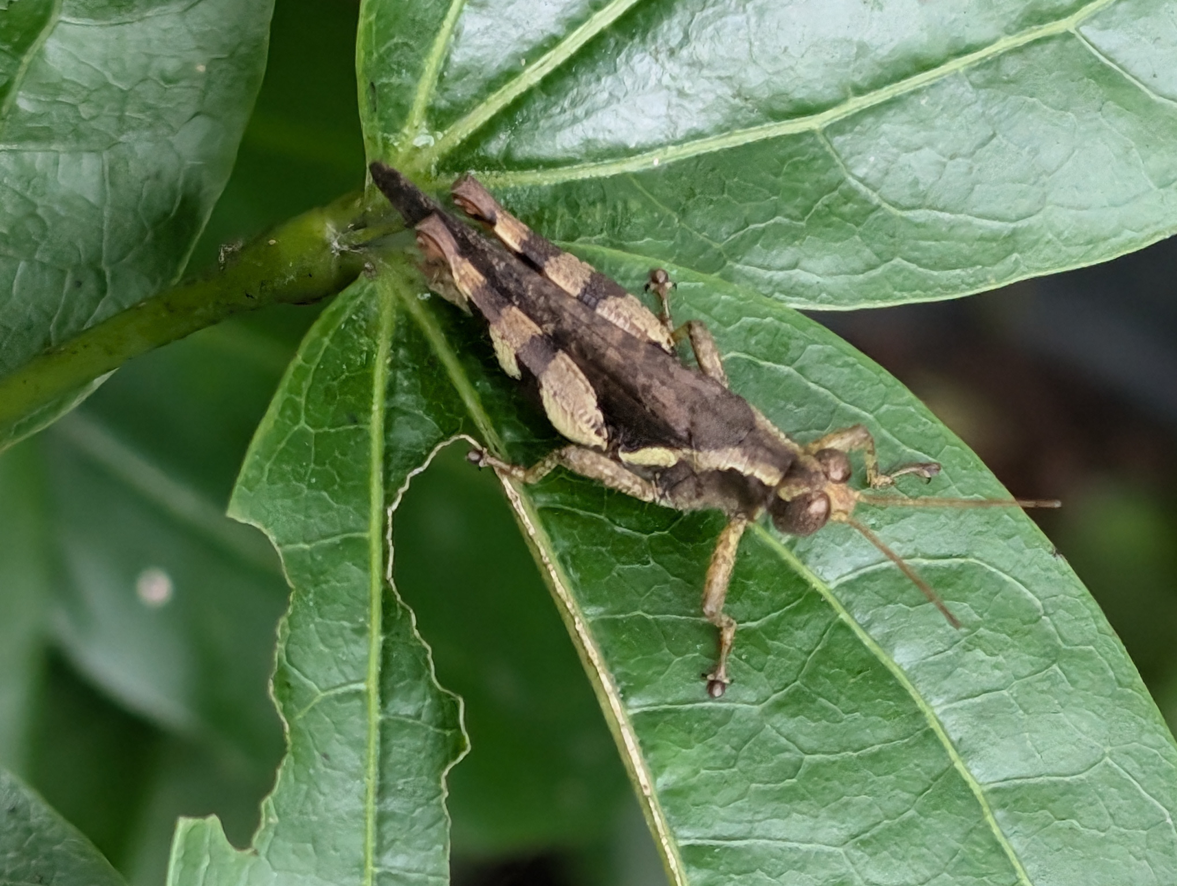 RufousLegged Grasshopper