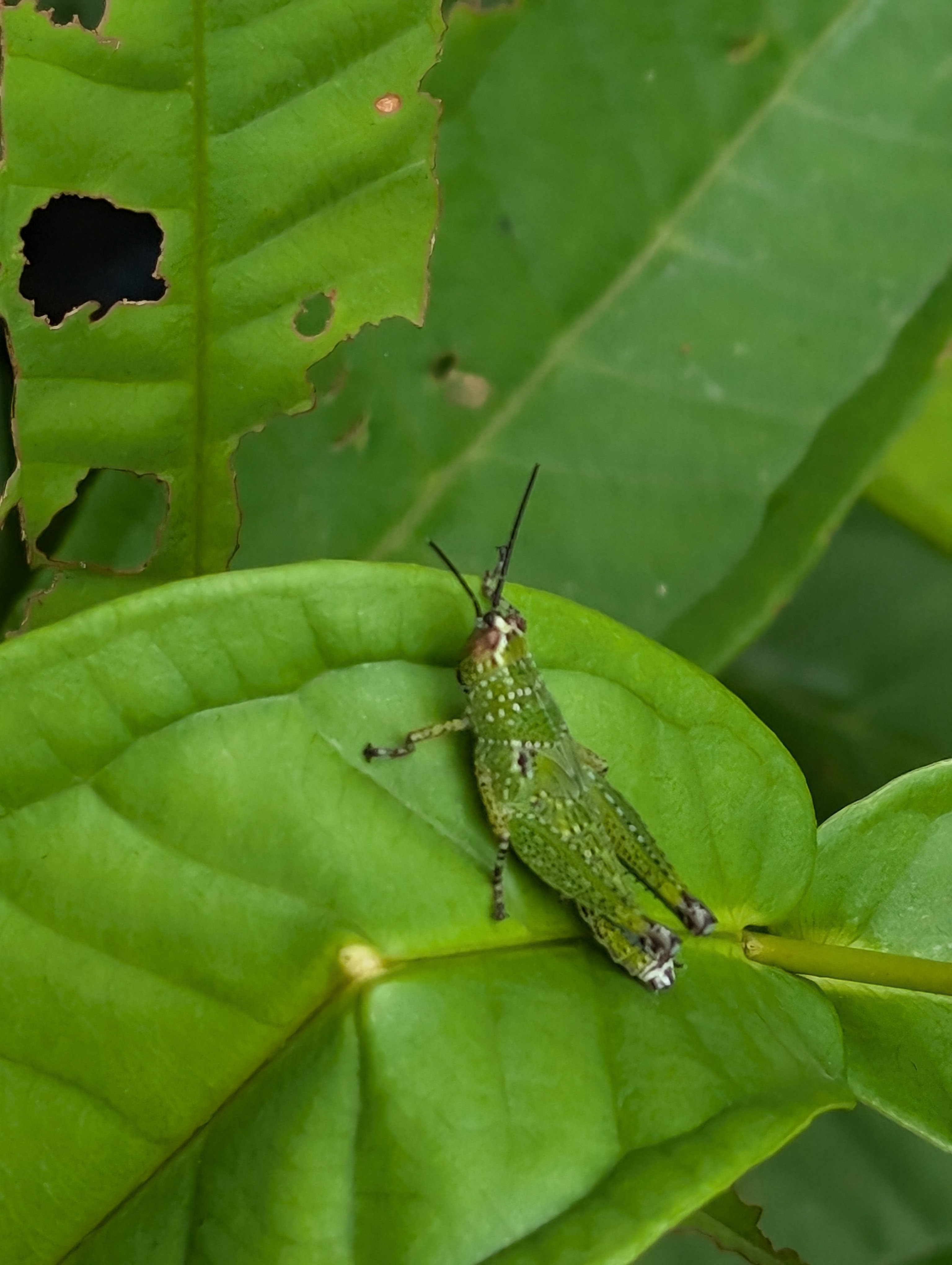 Spotted short-horned grasshopper