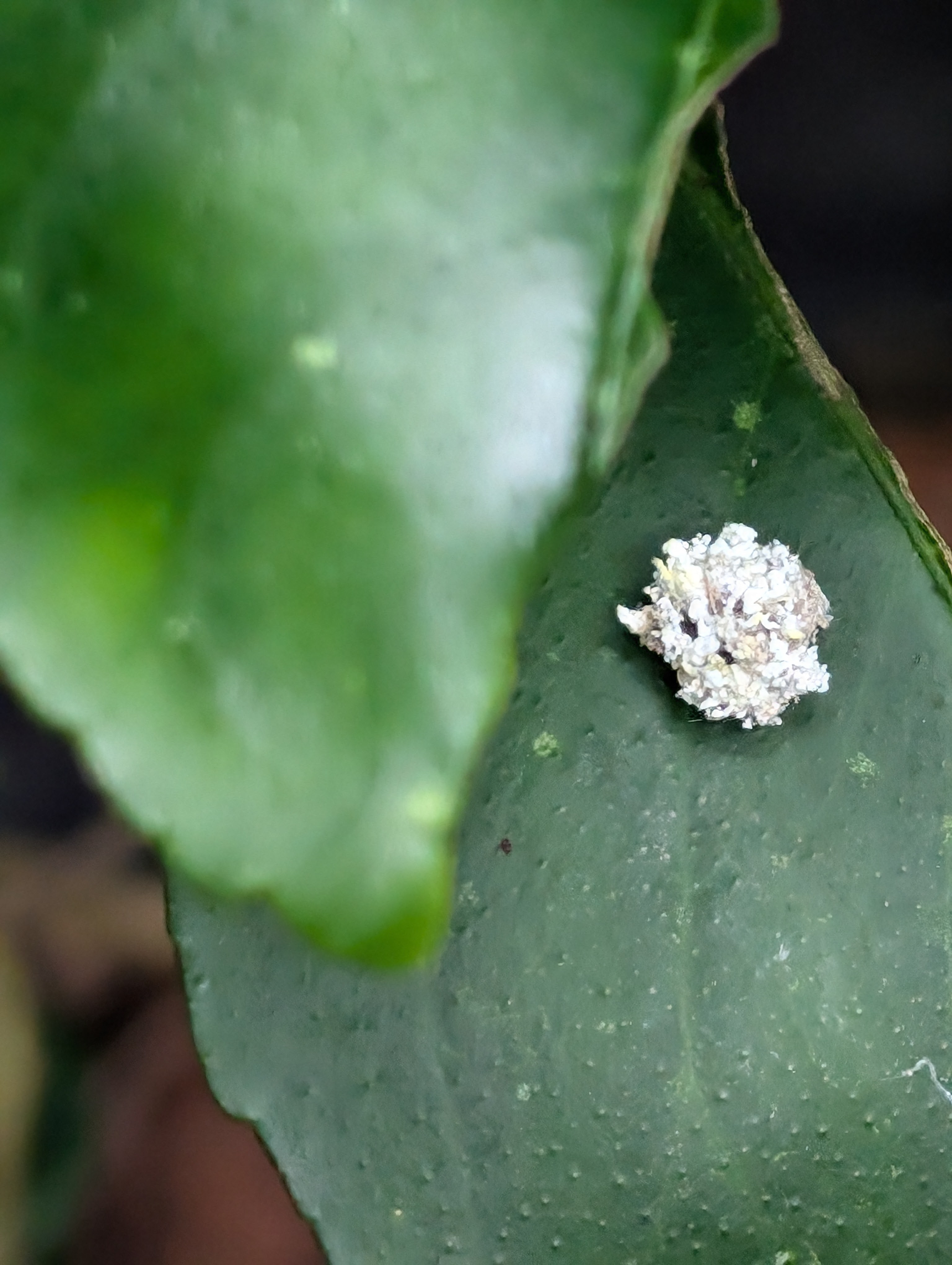 Mealybug