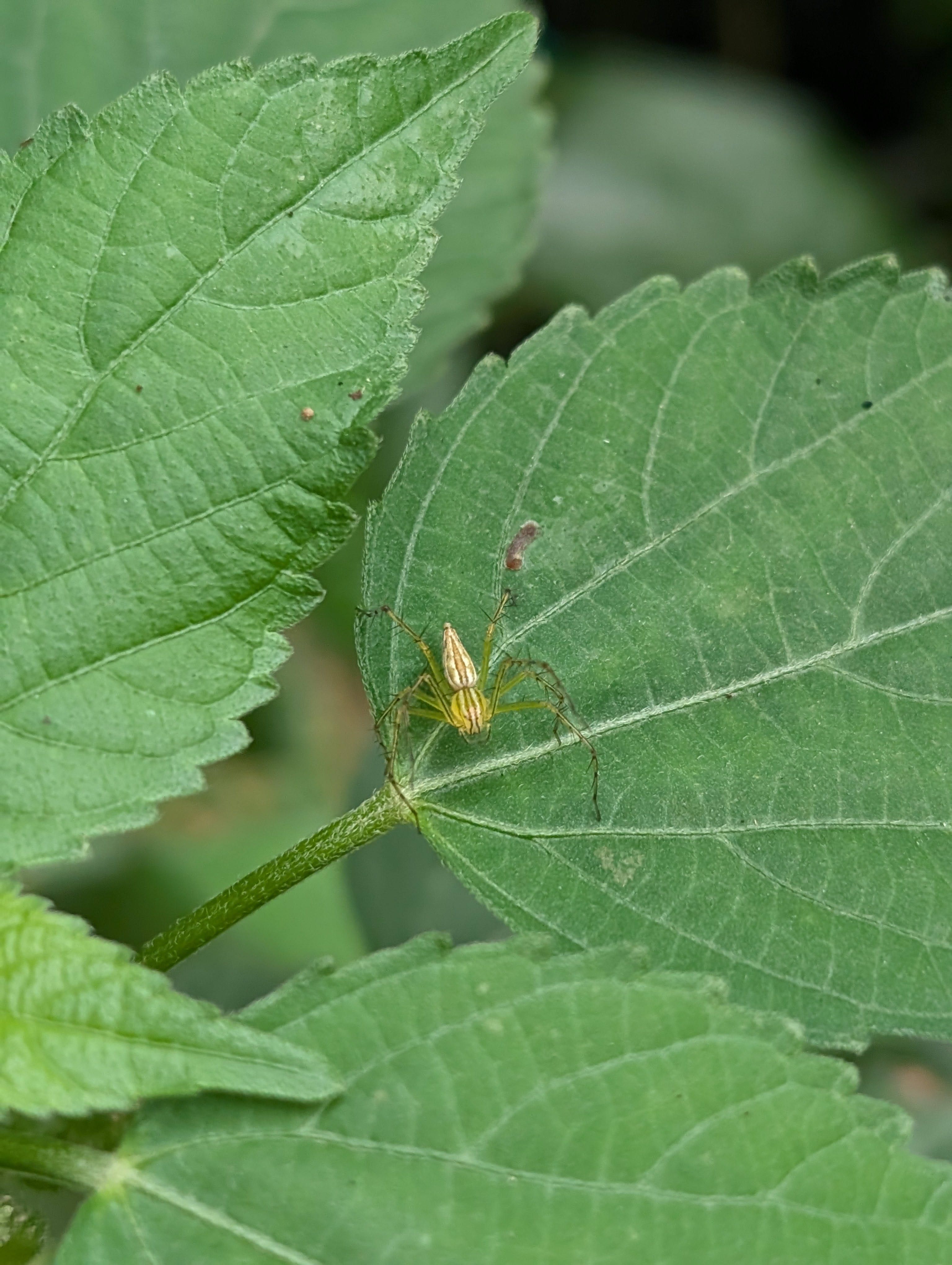 Striped Lynx Spider