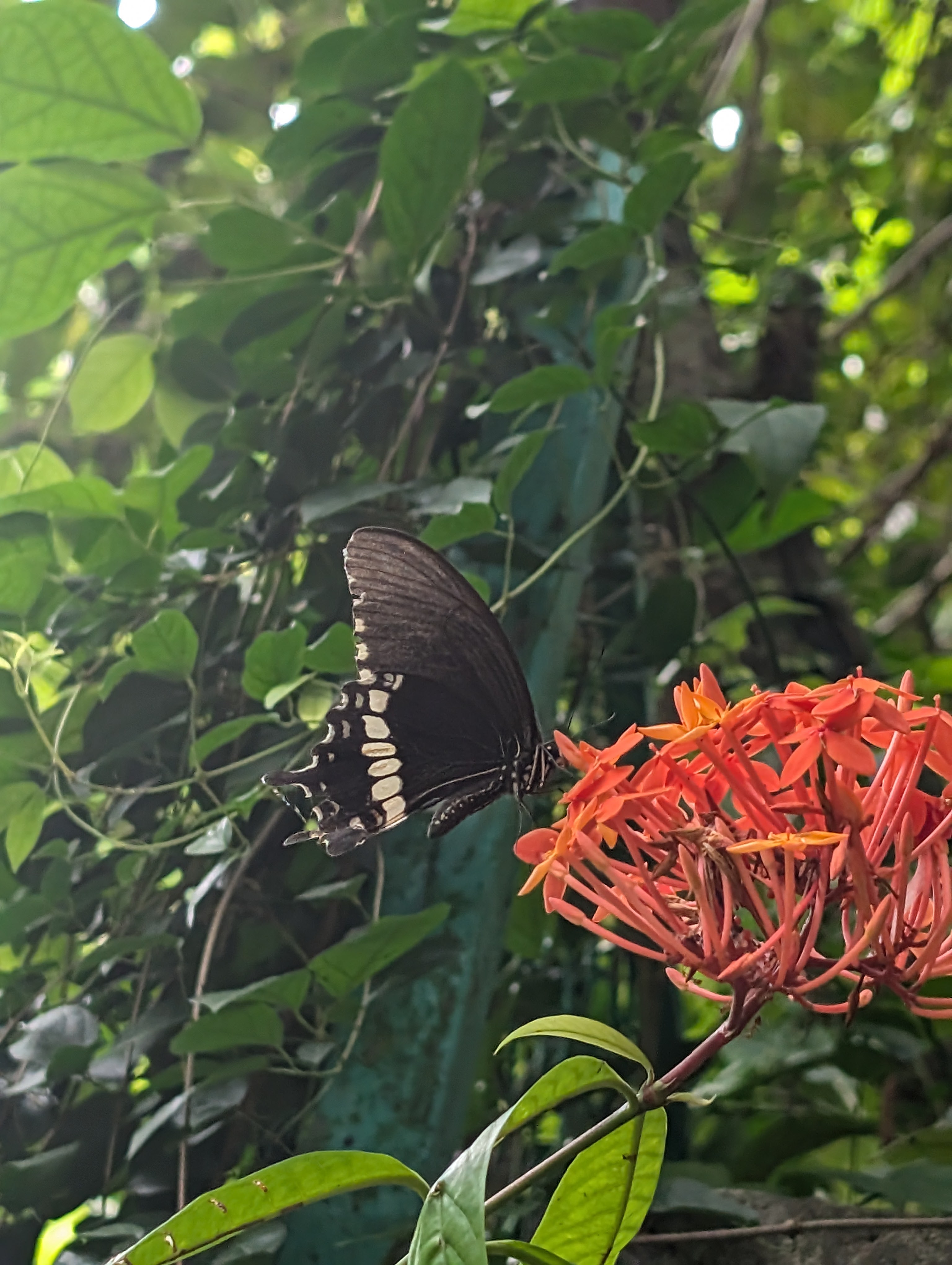 Common Mormon Butterfly