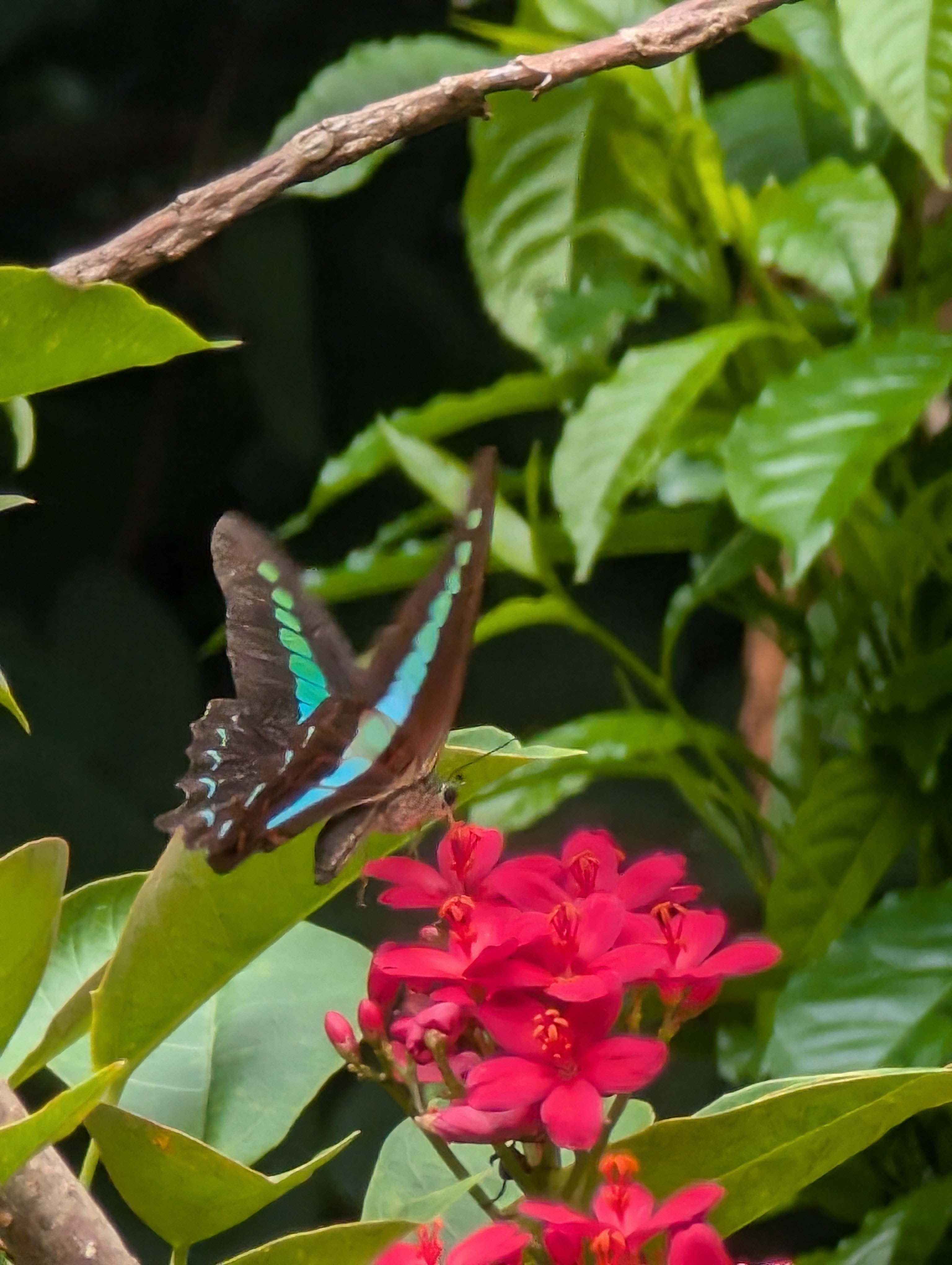 Bluebottle Butterfly