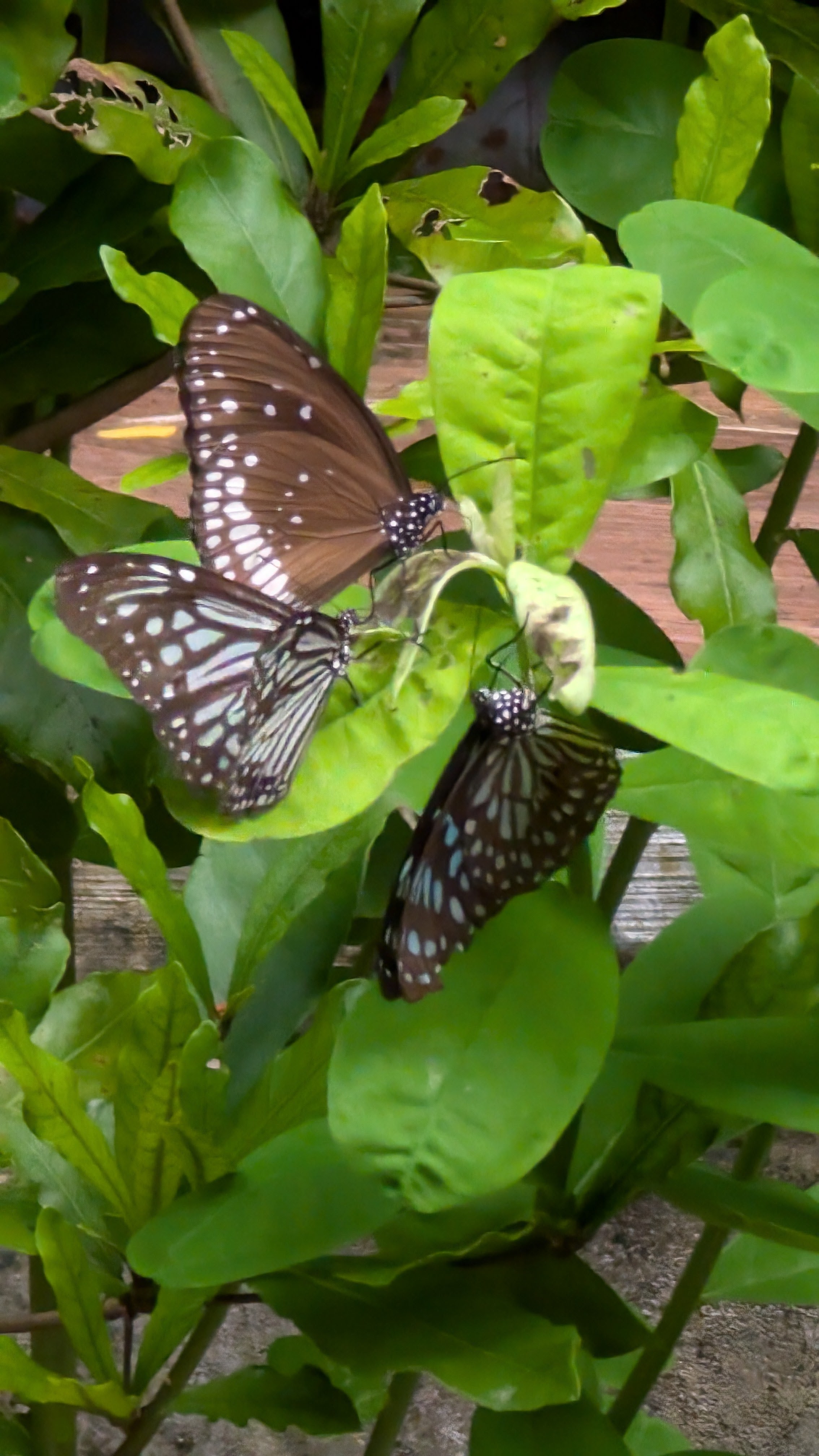 Common Crows Butterfly