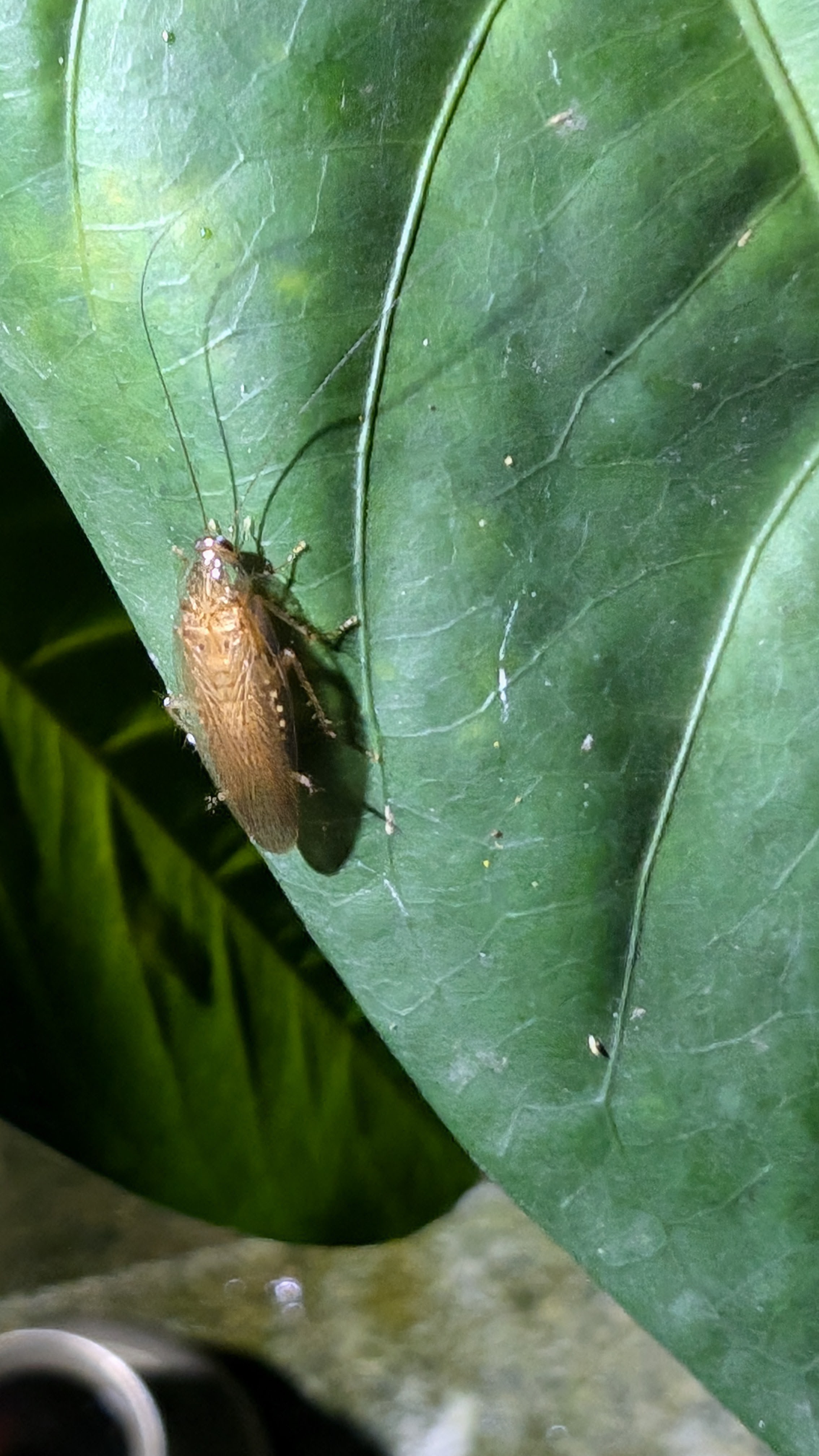 Dusky Cockroach
