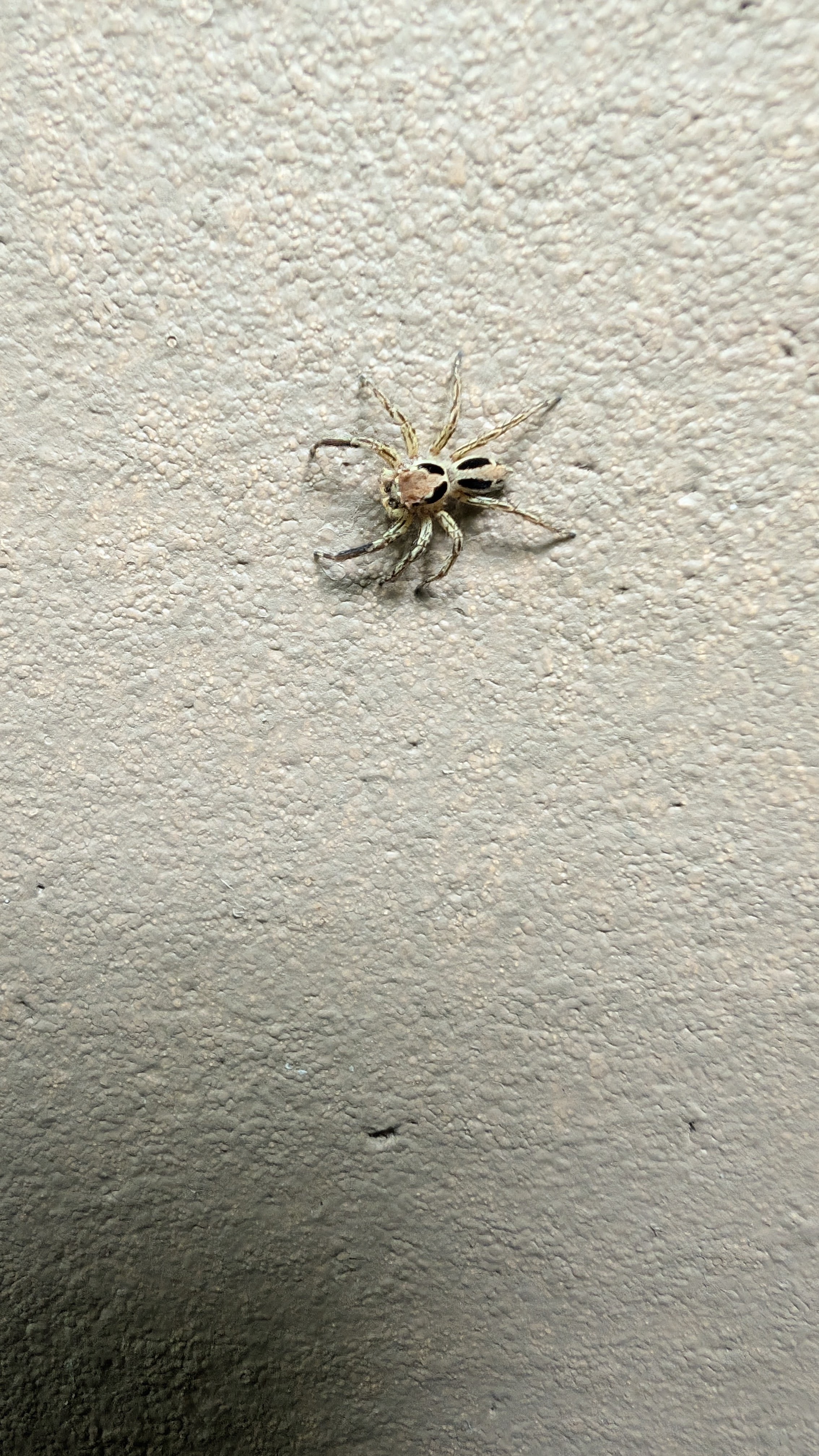 Pantropical Jumping Spider