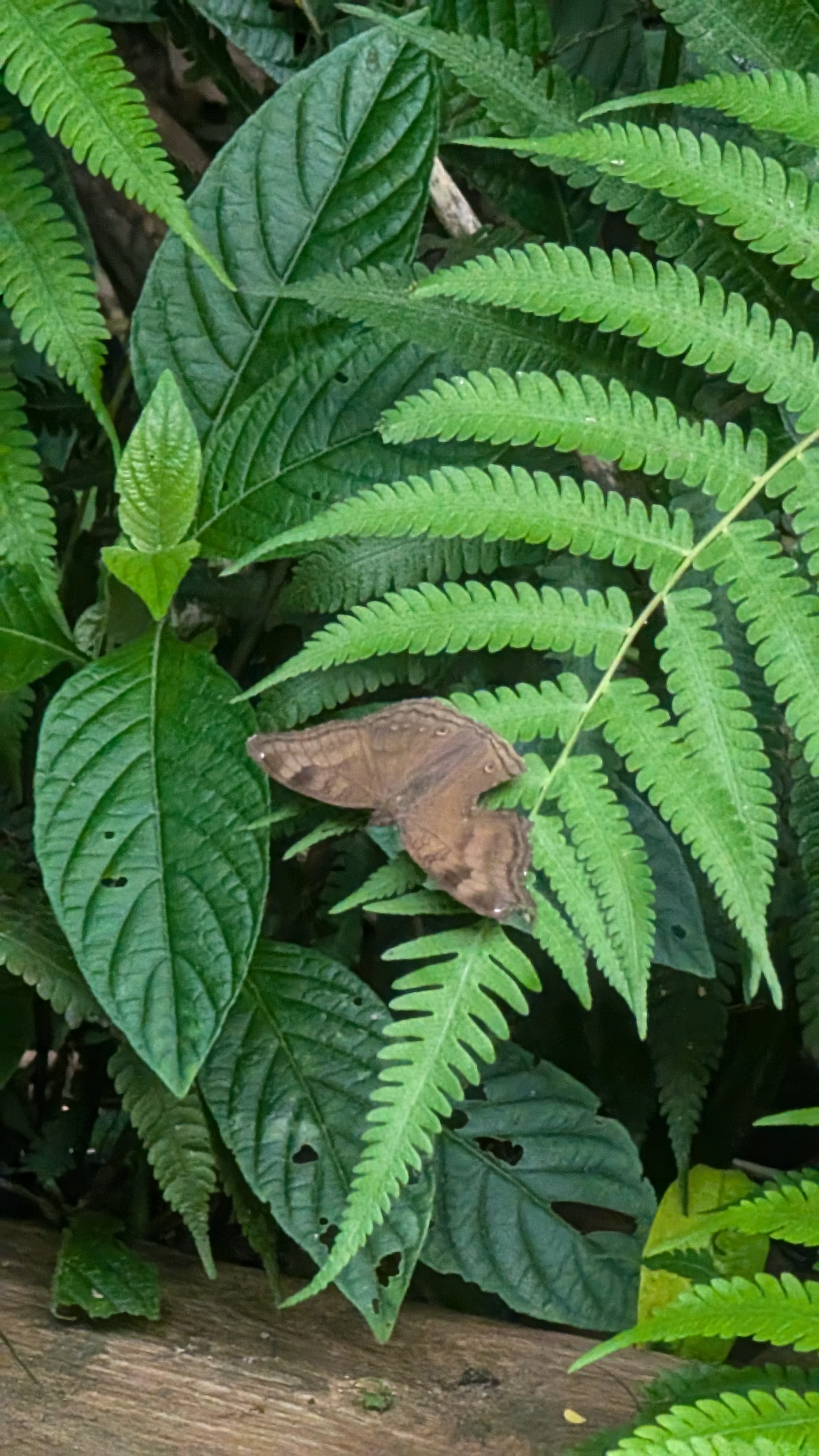 Chocolate Pansy Butterfly