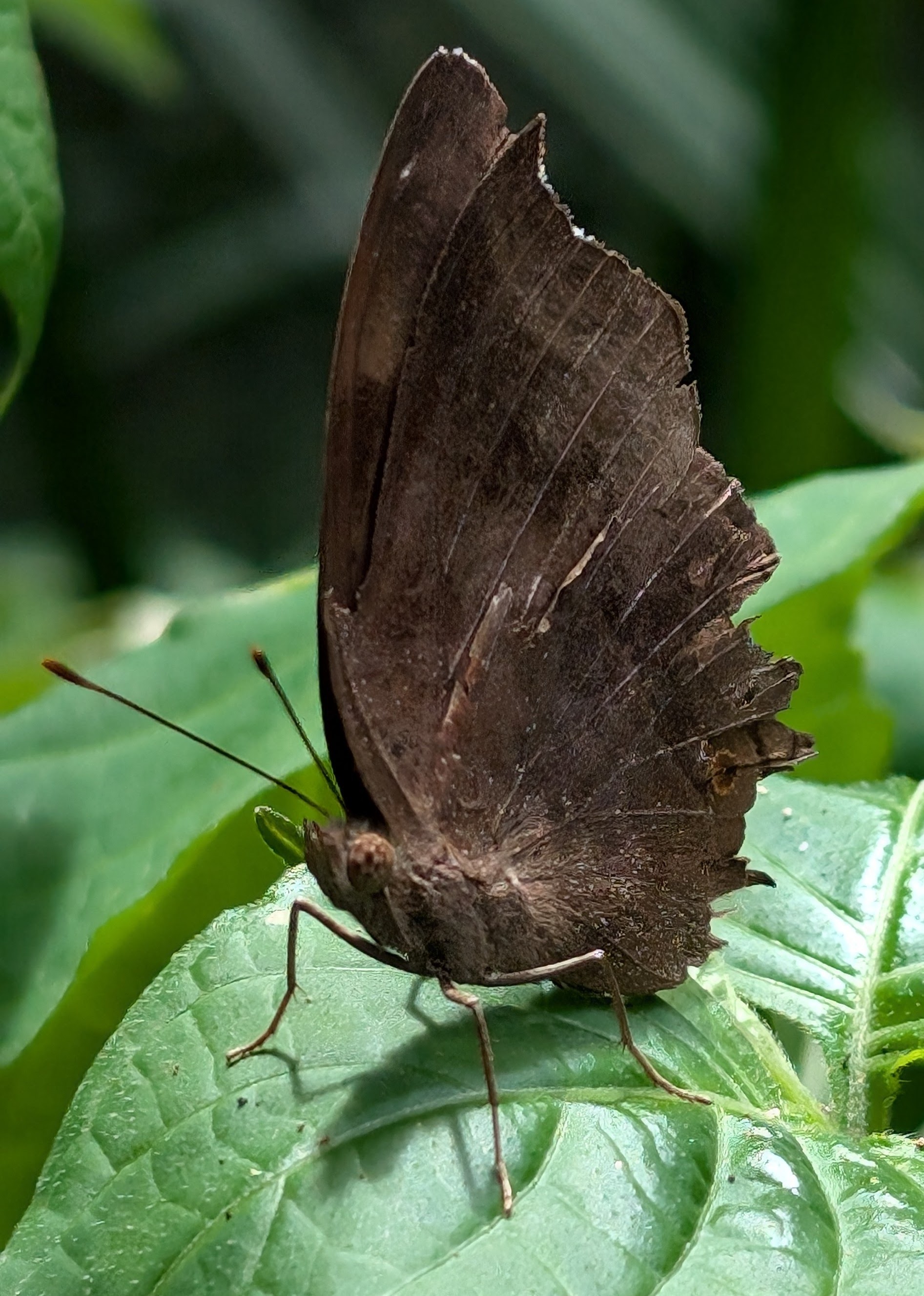 ChocolatePansy-Butterfly