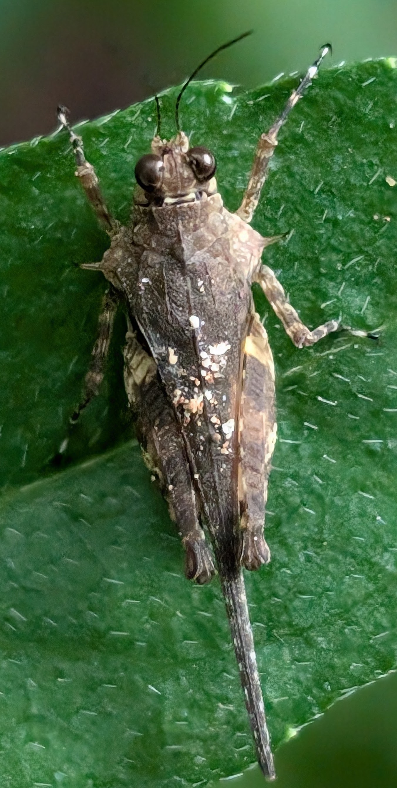 Band-winged Grasshopper 
