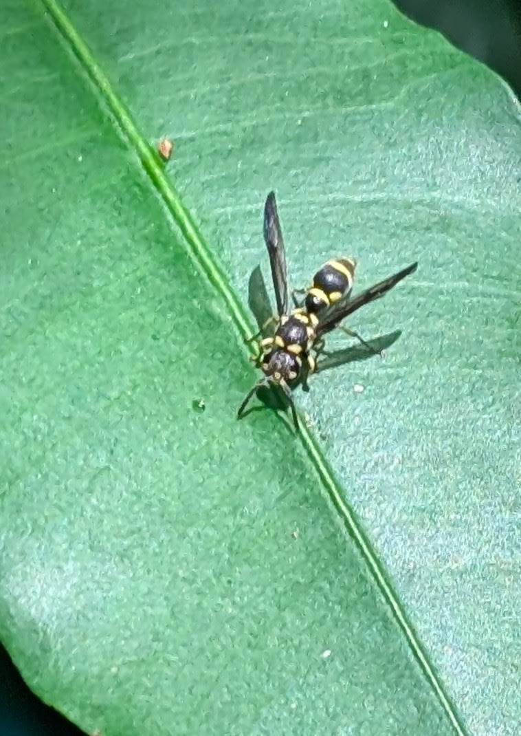 Wasp