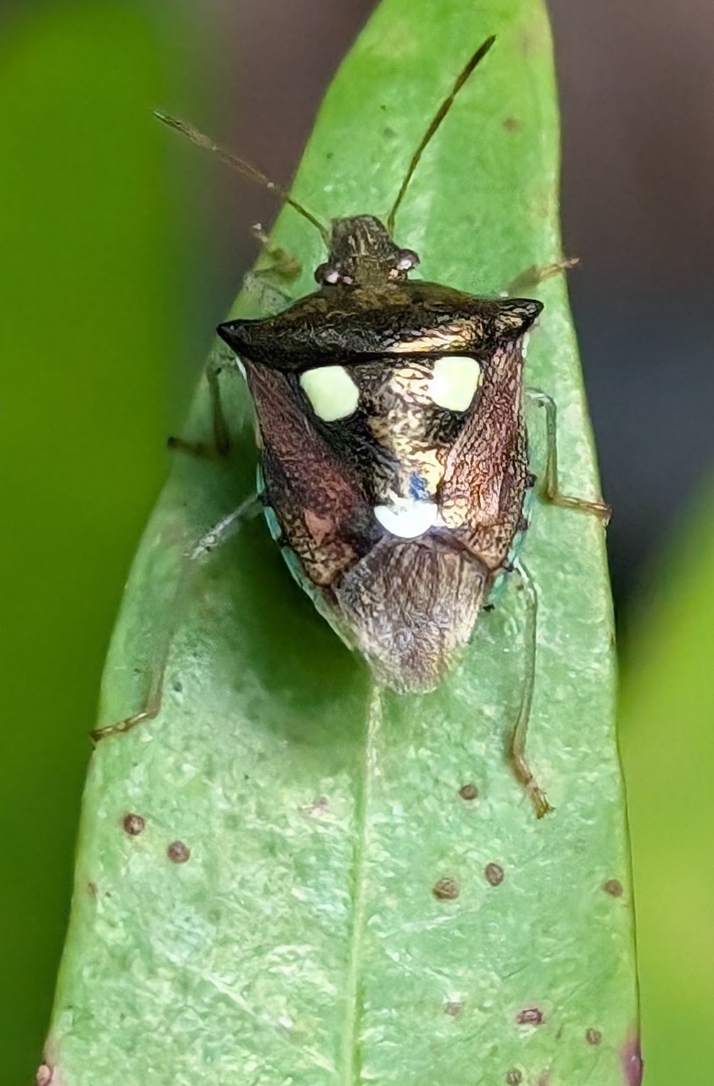 Shield Bug