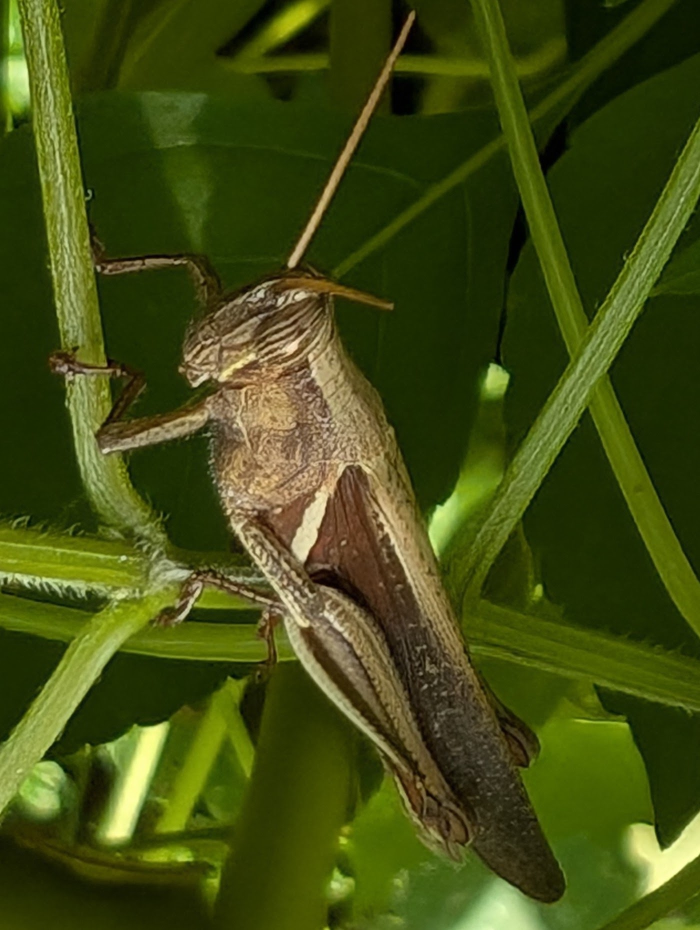 Short winged Grasshopper