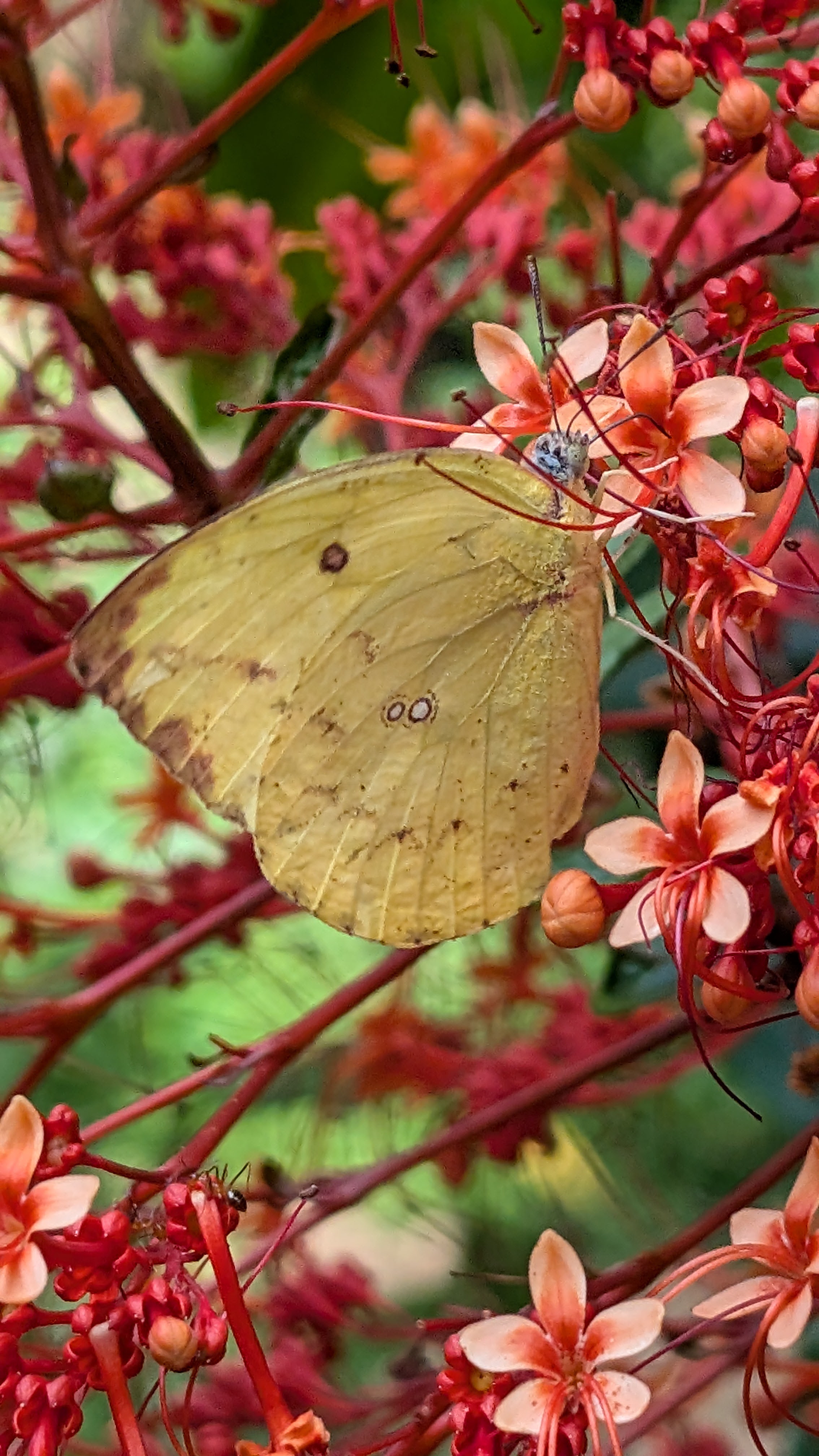 Common Emigrant Butterfly