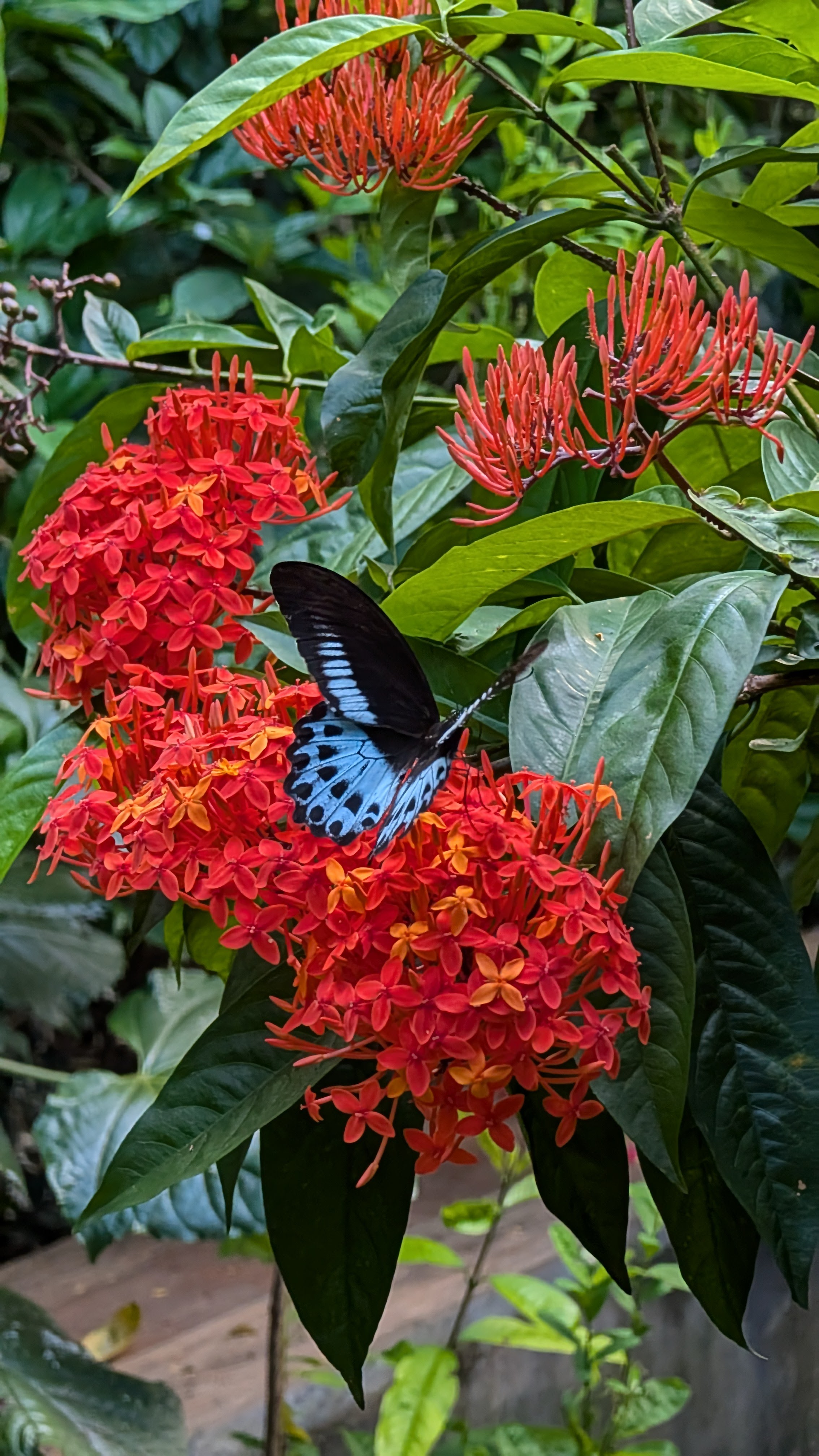 BlueMormon Butterfly