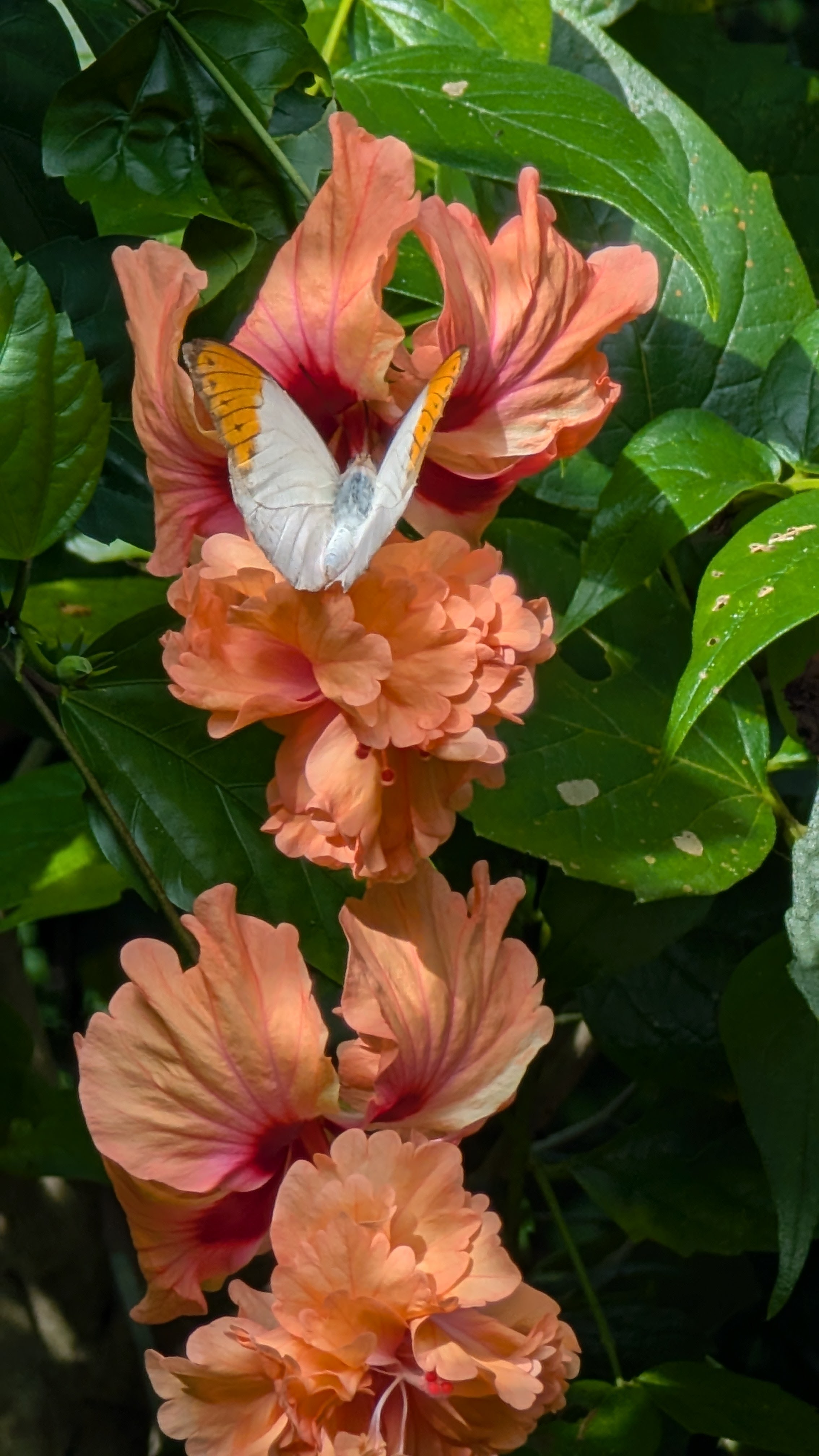 Great Orange Tip Butterfly