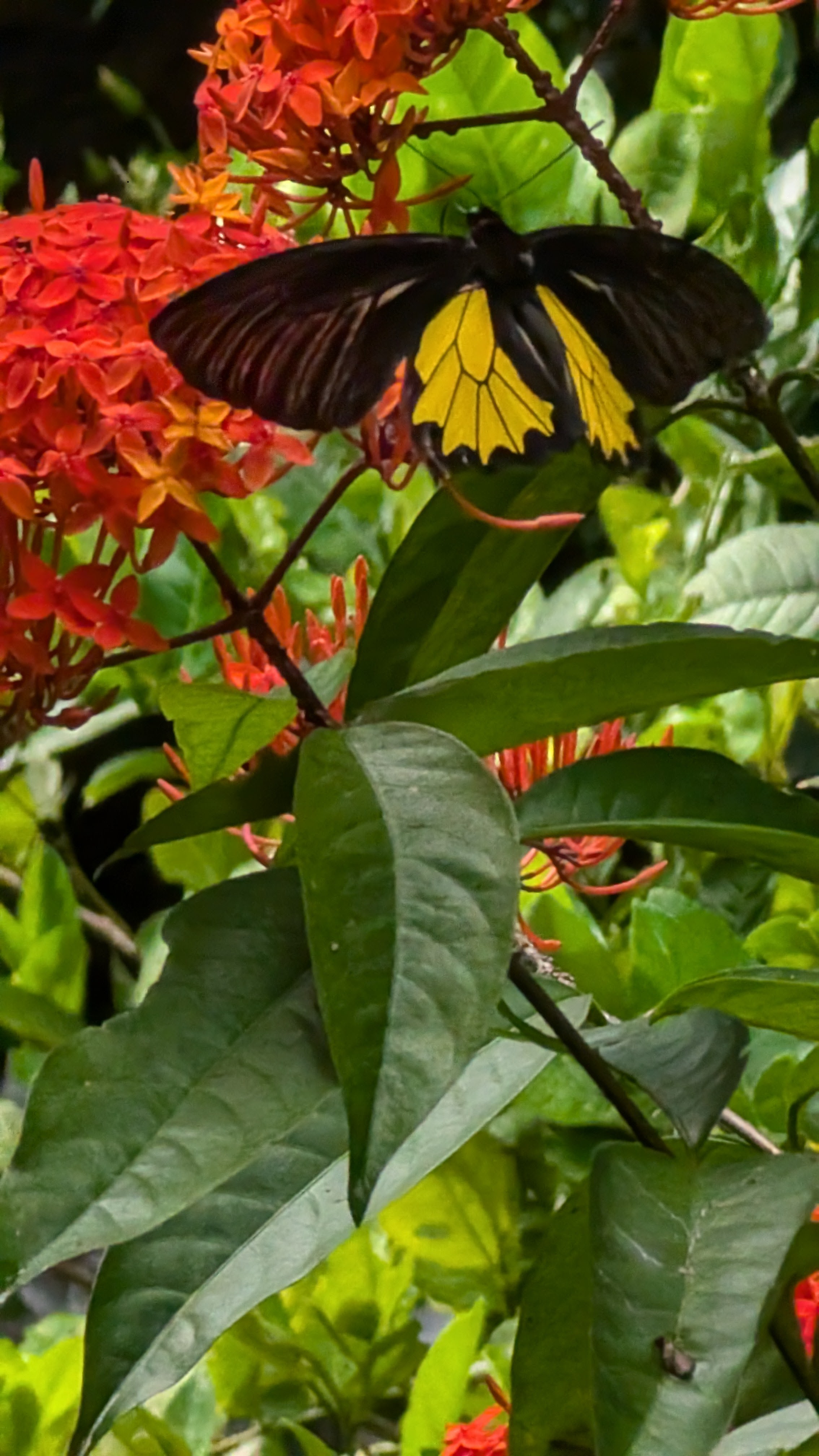 Common Birdwing Butterfly