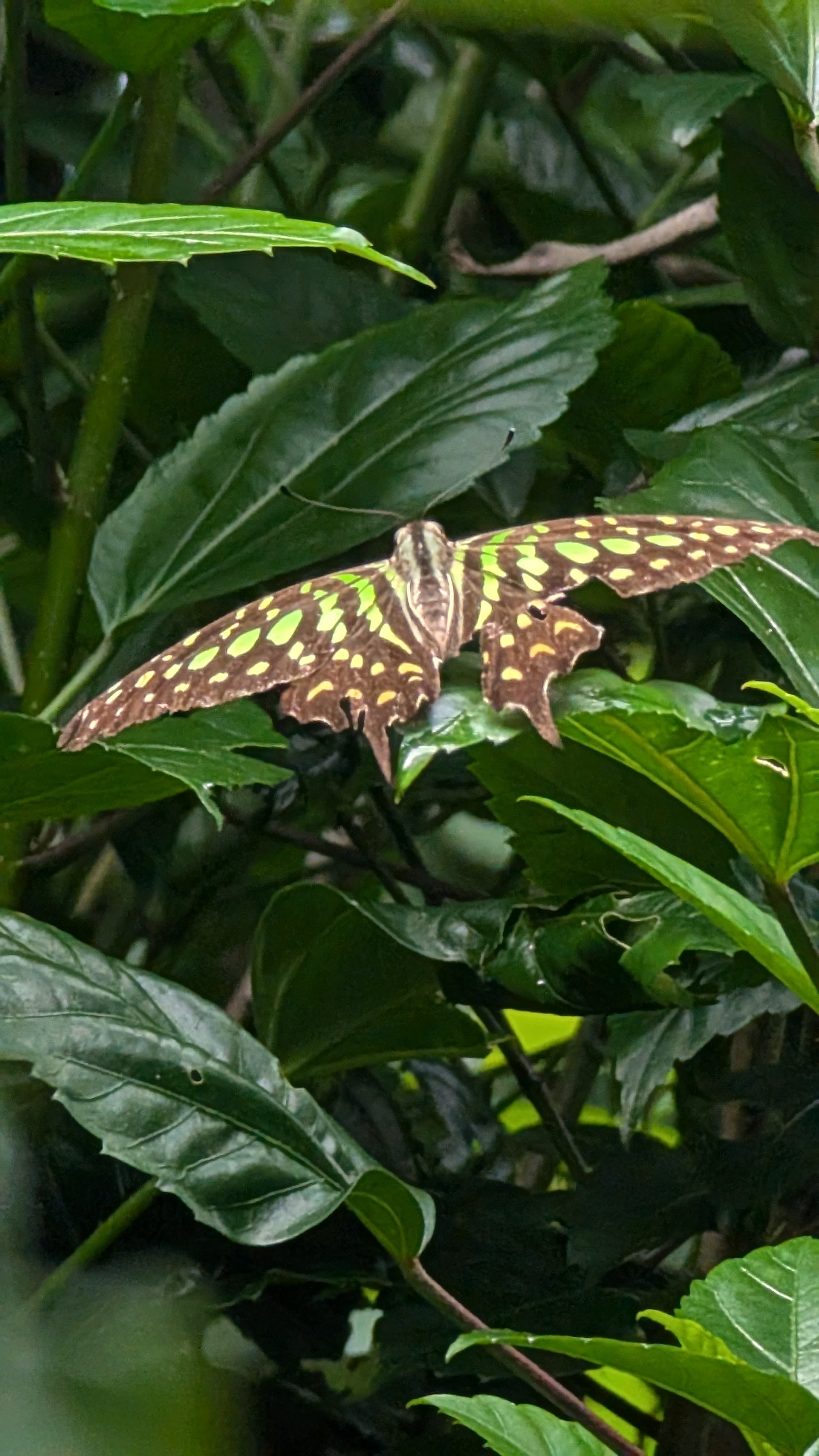 Tailed Jay Butterfly