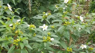 White Melastoma