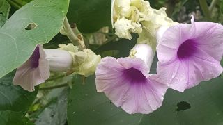Elephant Creeper