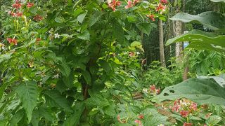 Rangoon Creeper