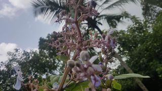 Blue Glory Bower