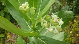 Crown Flower