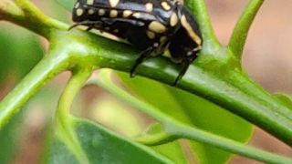 Cyrtothyrea Beetle