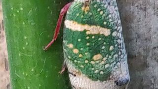 Eurybrachys