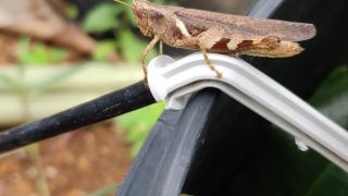 Spur-throated Grasshopper