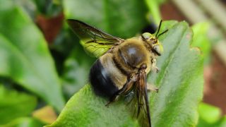 Collared Carpenter Bee