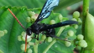 Black Flower Wasp