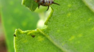 Plain Tiger - Caterpillar