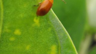 Red Pumpkin Beetle