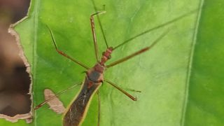 Pale Green Assassin Bug