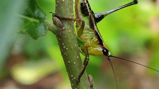 Chabrier's Bush cricket