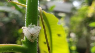 Mealybugs
