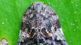 Marbled White Spot