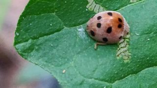 Lady Bug
