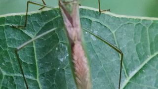 Rice Ear Bug