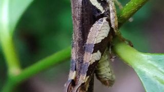 Rufous Legged Grasshopper