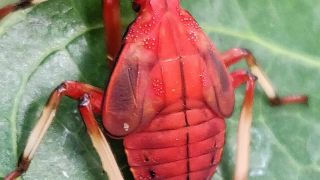 Indian Red Bug