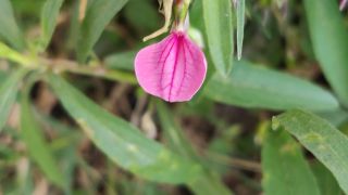 Spade Flower