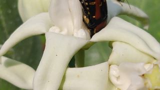 Flower Chafer Beetle
