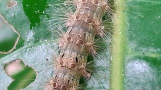 Gypsy Moth