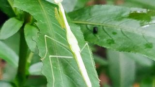 Mantis