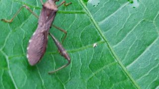 Lupine Bug