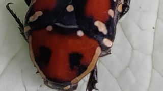 Flower Chafer