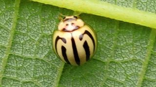 Lady Beetle