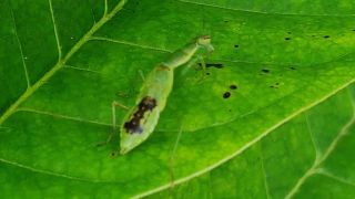 Praying Mantis